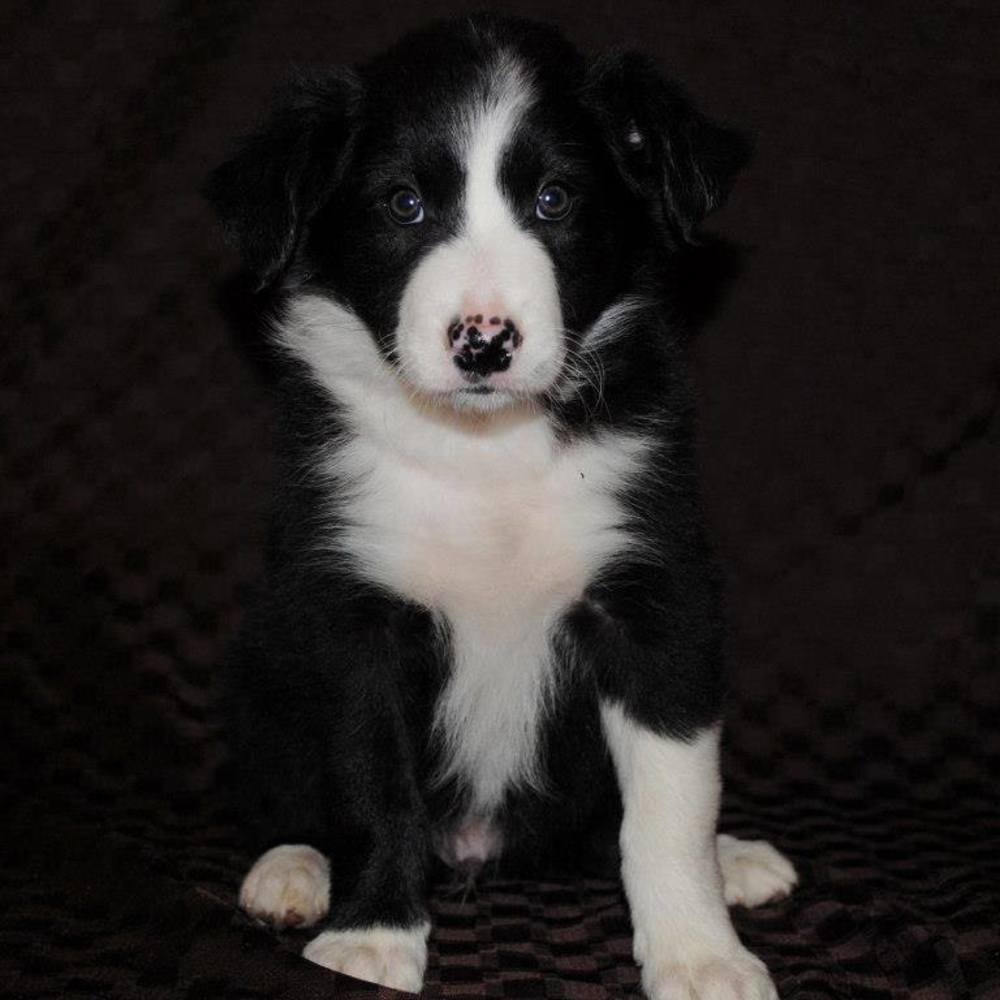 Meet your Posher, Shannon